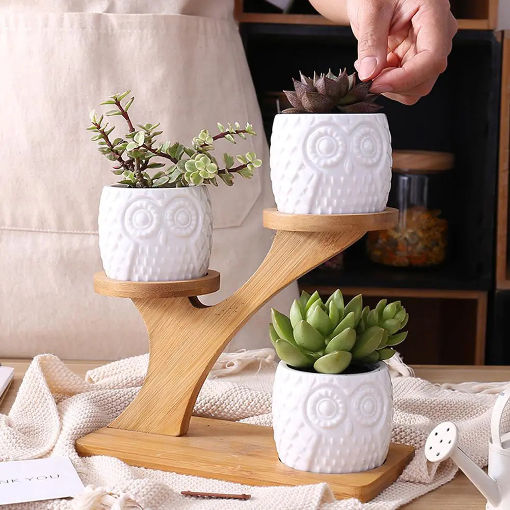 Succulent Pots & Bamboo Shelf